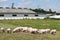 Group photo of young piglets runs on green grass near the farm