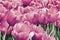 Group of picturesque pink tulips in flowerbed, field of colourful tulips in spring. Romantic natural background for all