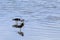 Group of Pied Oystercatcher, Haematopus longirostris