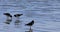 Group of Pied Oystercatcher, Haematopus longirostris 4K