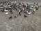 Group of pigeon are eating grains or feather in road side like interlocking area and feed by one great human being bird feeder for