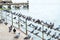 Group of pigeon at pier in city