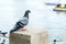 Group of pigeon at pier in city