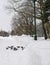 Group of pigeon standing together in Sapporo central park in Win