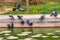 A group of pigeon taking bath
