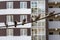 A group of pigeons birds is on a thick black wire on a modern building background