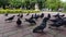 Group of pigeons eating bread crumbs in park in sunny spring day. City birds
