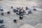 Group of pigeons eating leftover bread