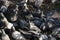 Group of pigeons on ground, some of them blurry to emphasise chaotic movement
