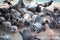 A Group of Pigeons.hungry feral pigeons