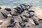 A Group of Pigeons.hungry feral pigeons eating on park .