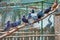 Group of pigeons lined up on a stick