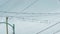 Group of pigeons perched on post wires against the sky in Vancouver, BC, Canada