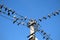 A group of pigeons perched on a power lines