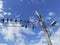 A group of pigeons perched on a power lines against a blue sky. Birds on electric cables