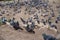 Group of pigeons in shades of grey and white standing and walking on soil ground floor with blurred foreground, pigeon valley