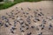 Group of pigeons in shades of grey and white standing and walking on soil ground floor, pigeon valley