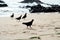 Group of pigeons, in silhouette, walking on the beach sand