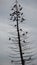 Group of pigeons sitting on a tree