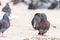 Group Of Pigeons Walking