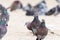 Group Of Pigeons Walking