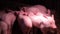 A group of piglets in a corner under an infrared lamp. Newborn piglets on the farm.