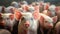 Group of Piglets at the domestic farm, Pigs at factory. Generative Ai