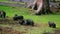 Group of piglets on a green grass lawn. They play, funny, cute pig. Digging ground. Concept of bio, animal health, friendship, lov