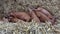 A group of piglets huddled together sleeping in the straw