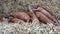 A group of piglets laying down huddled together sleeping in the straw