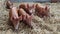 A group of piglets looking up walking around their straw enclosure