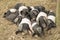 Group of piglets sleeping