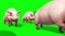 Group of Pigs Animals Farm Walk Green Screen 3D Renderings Animations