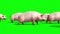 Group of Pigs Animals Farm Walk Side Green Screen 3D Renderings Animations