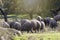 Group of pigs eating in the field