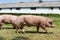 Group of pigs farming raising breeding in animal farm