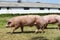 Group of pigs farming raising breeding in animal farm