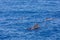 Group of pilot whales in atlantic ocean  tenerife canary islands whale