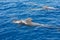 Group of pilot whales in atlantic ocean  tenerife canary islands whale