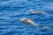 Group of pilot whales in atlantic ocean  tenerife canary islands whale