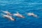 Group of pilot whales in ocean , whale family