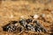 Group of Pine Cones Framing Forest Floor Background