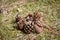 Group of pine cones laying in a meadow