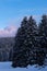 Group of pine trees in a winter forest against blue sky at sunset