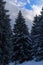 Group of pine trees in a winter forest against cloudy sky
