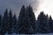 Group of pine trees in a winter forest against dramatic sky