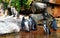 Group of Pinguins