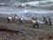 Group of pinguins on a shore in seno otway reservation in chile