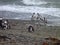 Group of pinguins on a shore in seno otway reservation in chile