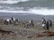 Group of pinguins on a shore in seno otway reservation in chile